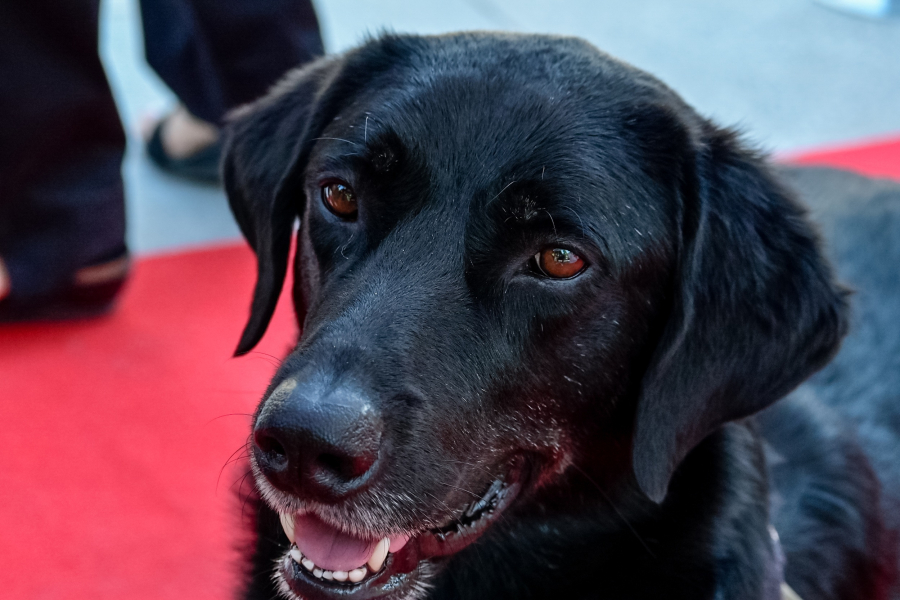 Θεσσαλονίκη: Καταδικάστηκε 46χρονος που προσπάθησε να πουλήσει σκύλο στον δρόμο