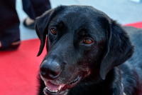 Θεσσαλονίκη: Καταδικάστηκε 46χρονος που προσπάθησε να πουλήσει σκύλο στον δρόμο