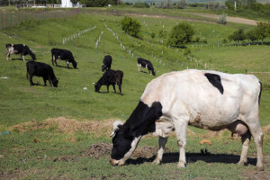 Γενετικά τροποποιημένες αγελάδες για αντισώματα κατά του κορονοϊού
