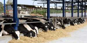 Έρχονται νέες ρυθμίσεις για τις αδειοδοτήσεις κτηνοτροφικών εγκαταστάσεων