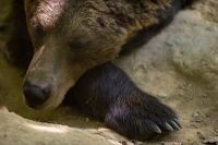 Αρκούδα εισέβαλε σε στάβλο από... το παράθυρο, κατασπάραξε 15 πρόβατα