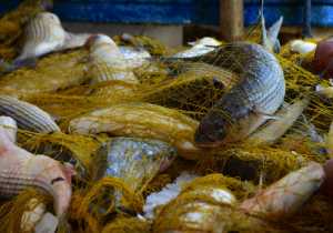 Κατάσχεση αλιευμάτων και παράνομων αλιευτικών εργαλείων στην Αλεξανδρούπολη