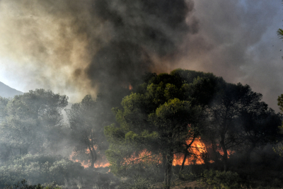 Πυροσβεστική: Συνολικά 52 δασικές πυρκαγιές το τελευταίο εικοσιτετράωρο