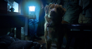 Μήπως ο σκύλος σας βλέπει φαντάσματα - Το «Good Boy» ζωντανεύει τον εφιάλτη κάθε σκυλογονέα