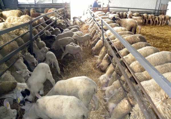 Τέλος προθεσμίας για τις άδειες κτηνοτροφικών εγκαταστάσεων