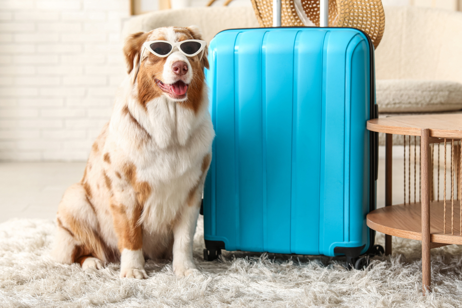 Τι κοινό έχουν το Βαρθολομιό, η Αρκίτσα, και ένα σκυλί;