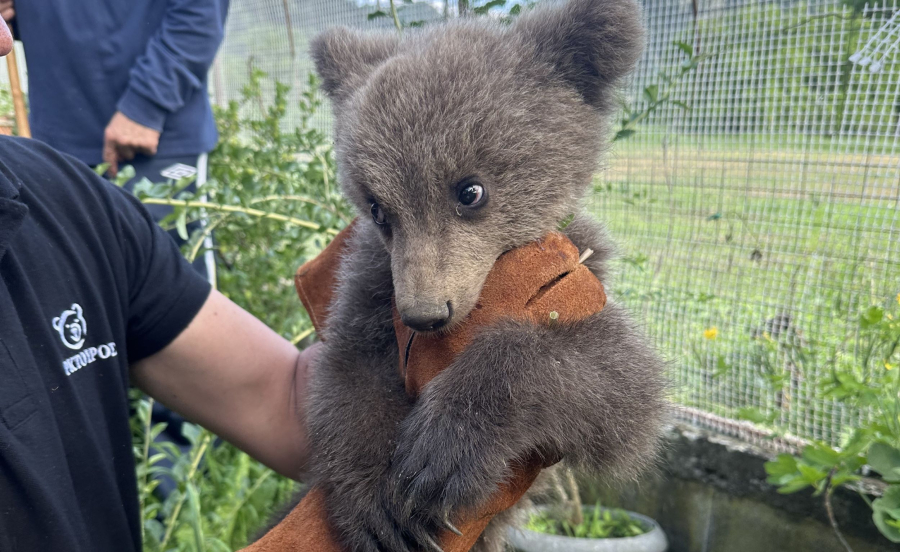 Ορφανό αρκουδάκι βρήκε καταφύγιο σε αυλή σπιτιού στην Κοζάνη