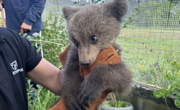 Ορφανό αρκουδάκι βρήκε καταφύγιο σε αυλή σπιτιού στην Κοζάνη