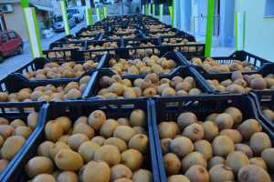 Διανομή 150 τόνων φρούτων στην Κρήτη