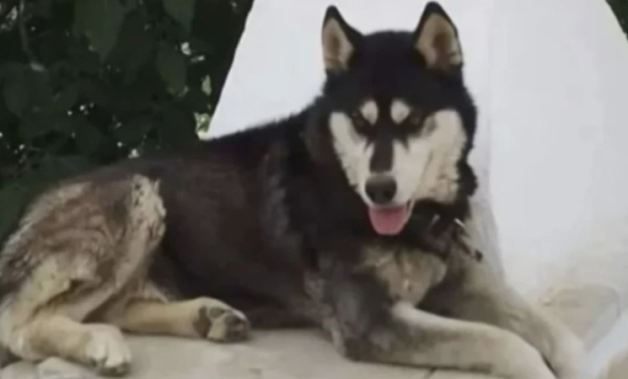 Εξελίξεις στην υπόθεση Ολιβερ στην Αράχωβα: Ασκήθηκε ποινική δίωξη κατά φυσικού προσώπου