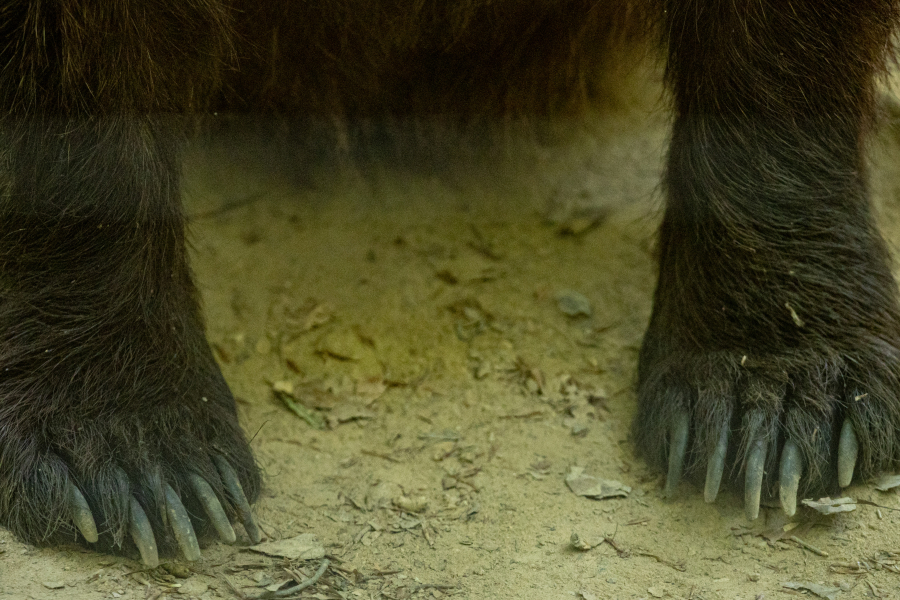 Νέα επίθεση αρκούδας: Με σοβαρά τραύματα ηλικιωμένος στο Ζαγόρι