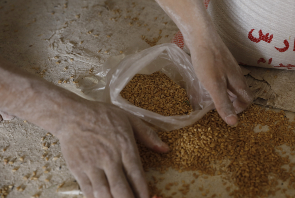 Ουκρανία: Η ρωσική εισβολή «θέρισε» το ένα τέταρτο των καλλιεργούμενων εκτάσεών της