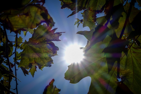 Καιρός: Μυρίζει καλοκαίρι σήμερα - Πού θα φτάσει το θερμόμετρο