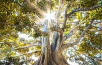 Nature: Η Επιστήμη το 2026 - Ποια σημαντικά επιτεύγματα έρχονται