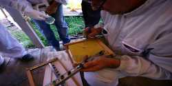 Σεμινάριο μελισσοκομίας στο Ηράκλειο από το Κέντρο Δήμητρα