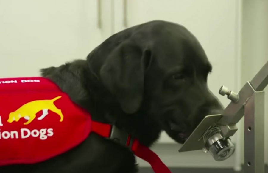 Καλύτερα κι από PCR τα εκπαιδευμένα σκυλιά στον εντοπισμό της covid και των μεταλλάξεων (βίντεο)