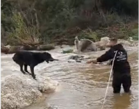Χαλκιδική: Τσοπανόσκυλα διασώθηκαν από τα ορμητικά νερά του Ολύνθιου ποταμού (Βίντεο)