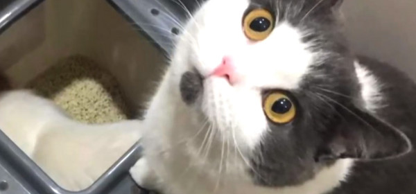 Κίνα: Γεγονός η πρώτη κλωνοποιημένη γάτα (vid)