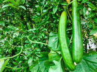 Ακριβότερο το φετινό χριστουγεννιάτικο τραπέζι - 120% πάνω η τιμή στο αγγούρι