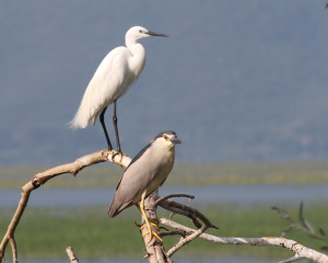 «Στο χέρι μας είναι να μην μας εγκαταλείψουν οι ερωδιοί», λένε Έλληνες επιστήμονες