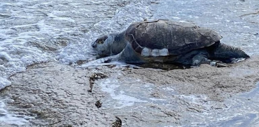 Ραφήνα: Νεκρή τεράστια θαλάσσια χελώνα στην παραλία Μαρίκες