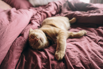 Κοιμάται η γάτα σας στα πόδια σας; Αυτοί είναι οι 10 λόγοι που το κάνει