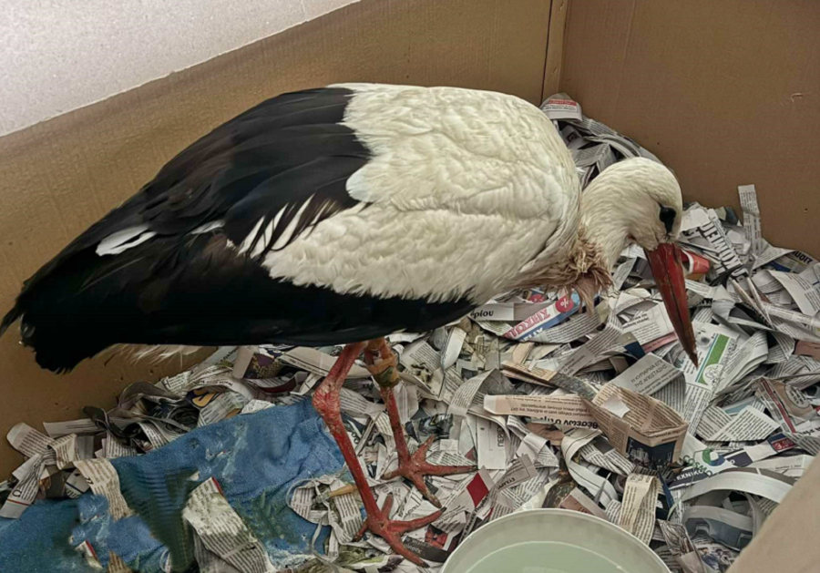 «Σοκαριστικό» περιστατικό με πελαργό: Είχε στον οισοφάγο δεκάδες λάστιχα (Εικόνες)