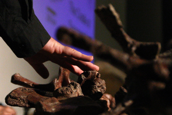 Ο μεγαλύτερος δεινόσαυρος στην Ευρώπη βρέθηκε στην αυλή σπιτιού στην Πορτογαλία