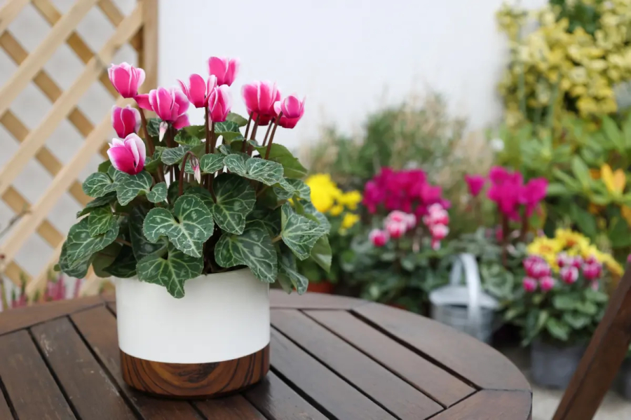 Φυτά για το μπαλκόνι που μπορείς να φυτέψεις τον Ιανουάριο