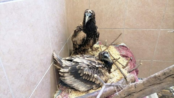 «Δράση για την Άγρια Ζωή»