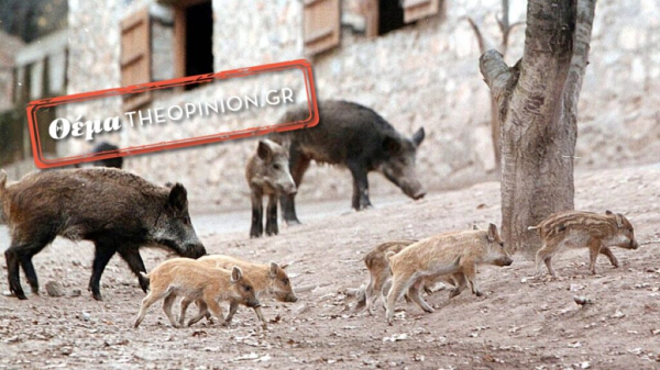 Θεσσαλονίκη: Αγριογούρουνα «κόβουν» βόλτα σε κεντρικούς δρόμους - Οι ειδικοί κρούουν το κώδωνα του κινδύνου