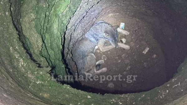Φθιώτιδα: Λύκος έπεσε σε πηγάδι - 13 ώρες η διάσωσή του (βίντεο)