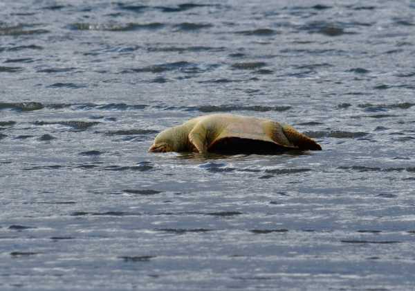 «Κτήνη» αποκεφάλισαν 10 θαλάσσιες χελώνες στην Νάξο