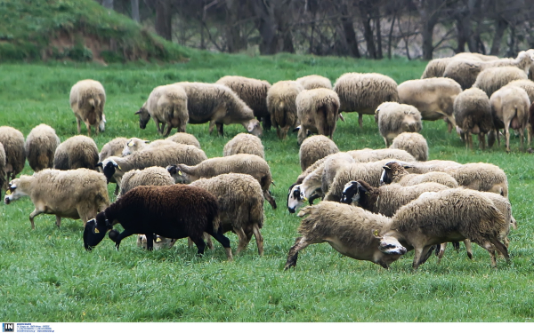 Παρατείνεται η προθεσμία για τις κτηνοτροφικές εγκαταστάσεις