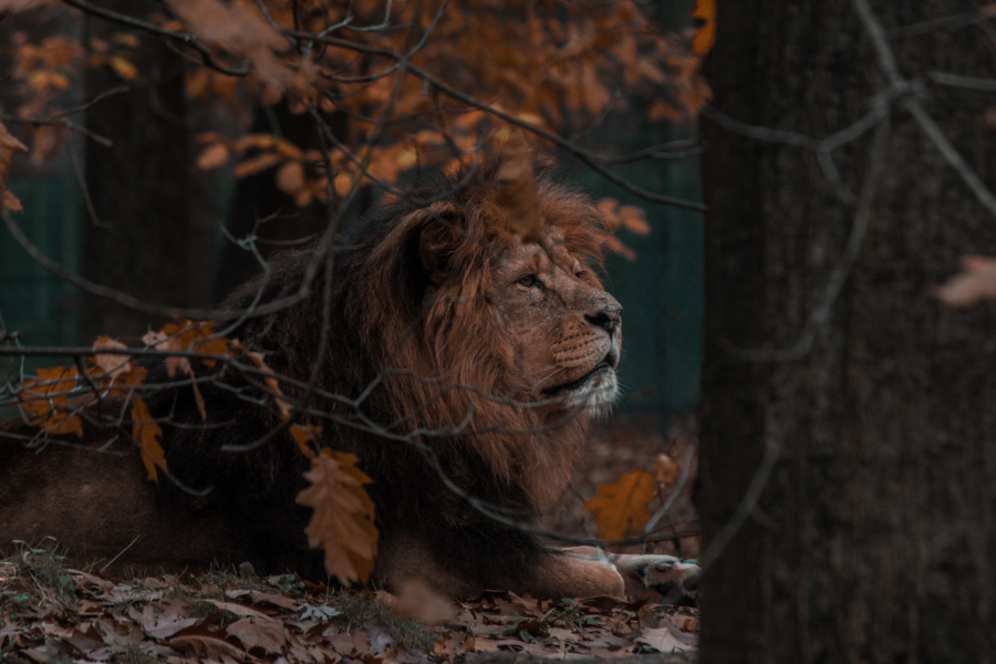 Λιοντάρι στο Βερολίνο κυκλοφορεί ελεύθερο και αναζητείται από 100 αστυνομικούς