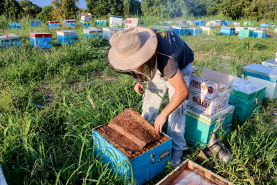 ΥΠΑΑΤ: «Παρεκκλίσεις για τους μελισσοκόμους που επλήγησαν από τις καταστροφές»