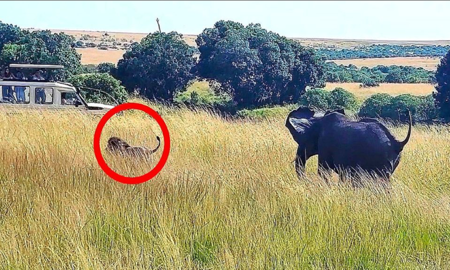 Ελέφαντας κυνηγά… λιοντάρι στην Κένυα – Δείτε βίντεο