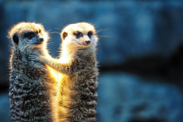 Πόσο μονογαμικός είναι ο άνθρωπος; Η σύγκριση με άλλα θηλαστικά