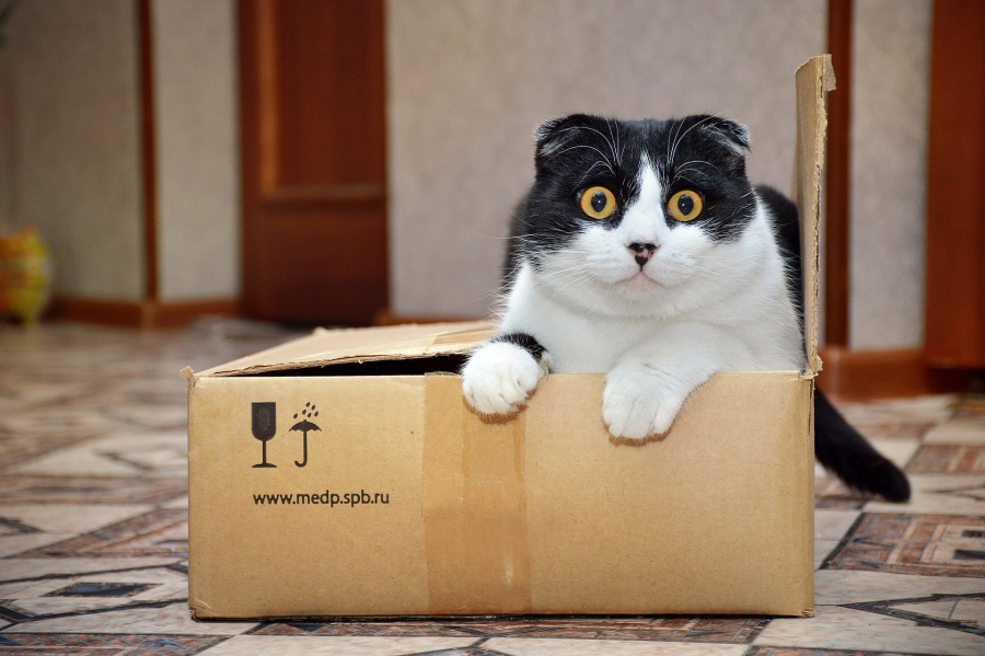 Σε δέμα της Amazon βρέθηκε αγνοούμενη γάτα