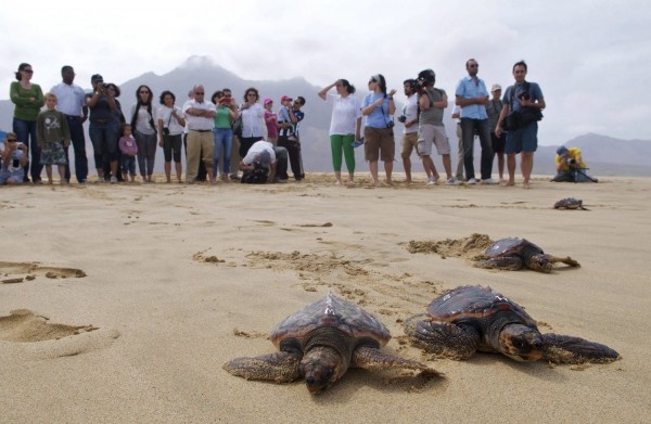 Έκαναν αγώνες motocross σε παραλία με φωλιές των Καρέτα Καρέτα!