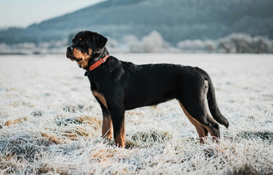 Επίθεση ροτβάιλερ στην Καλαμάτα: Κατατέθηκε μήνυση για κακοποίηση ζώου