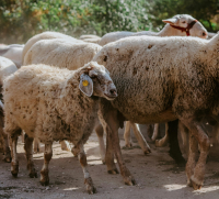 Κοζάνη: Έλεγχος της κτηνιατρικής υπηρεσίας μετά από αναφορές για νεκρά πρόβατα
