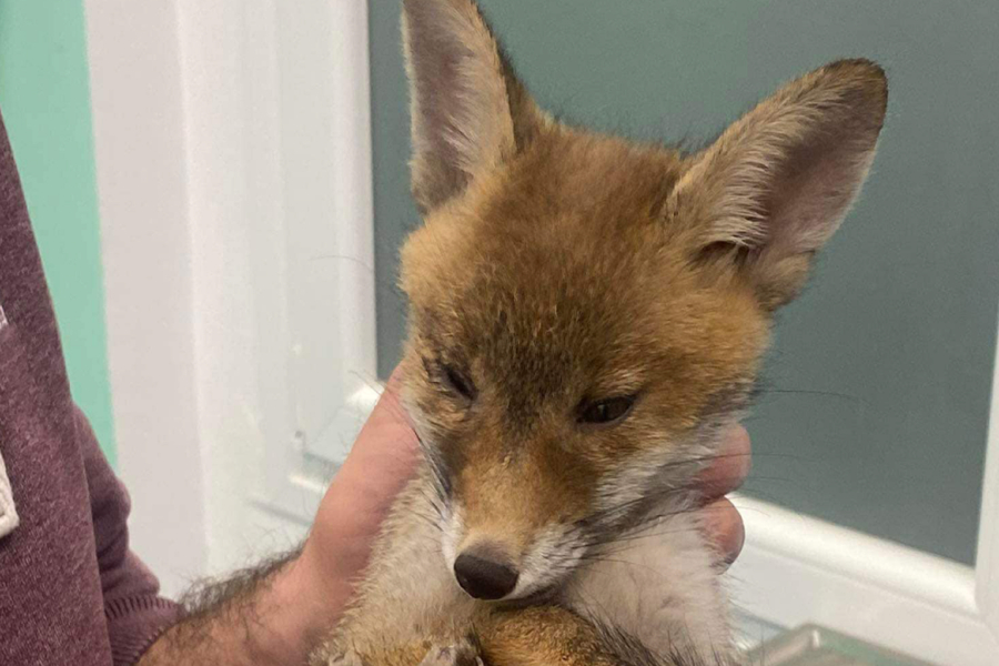 Χαλκιδική: Μικρή αλεπού έπεσε θύμα τροχαίου - Την εντόπισαν οδηγοί