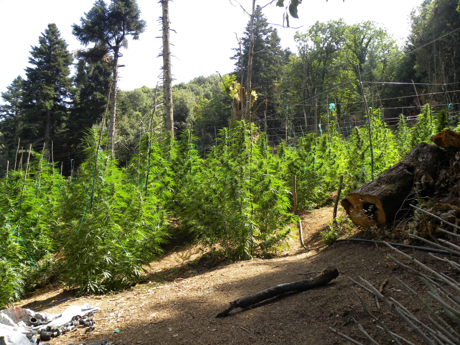 Φυτεία κάνναβης στο Ρέθυμνο, τα δενδρύλλια έφταναν το 1,5 μέτρο