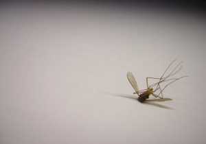 Ρέθυμνο: Νέος κύκλος ψεκασμών για την καταπολέμηση των κουνουπιών