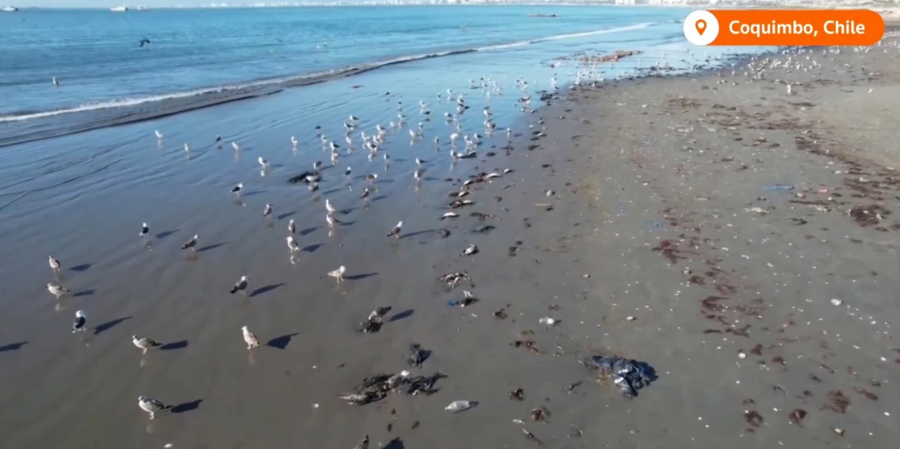 Νέο «Χίτσκοκ» στη Χιλή: Μυστηριώδης θάνατος χιλιάδων πτηνών - «Συμβαίνει κάτι στη θάλασσα», λένε οι Αρχές