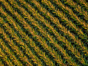 Υποχώρηση της αγροτικής παραγωγικότητας στην Ελλάδα το 2025, την ώρα που η ΕΕ καταγράφει άνοδο