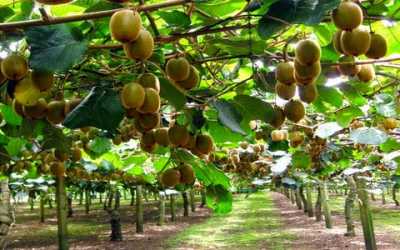 Στήριξη του Δήμου Αρταίων στους ακτινιδιοπαραγωγούς της περιοχής