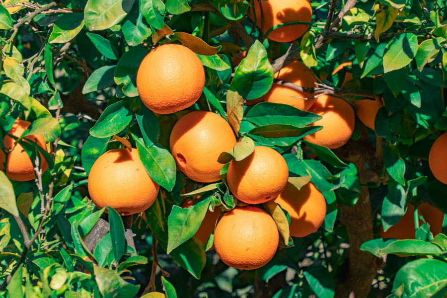 Μανταρίνια με μέτρο; Πόσα πρέπει να τρώμε την ημέρα