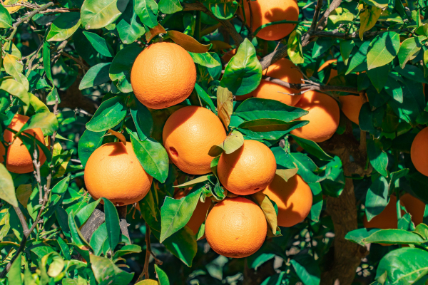 Μανταρίνια με μέτρο; Πόσα πρέπει να τρώμε την ημέρα